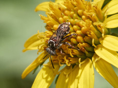 Melectoides kiefferi