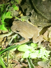 Ingerophrynus parvus