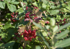 Viburnum opulus