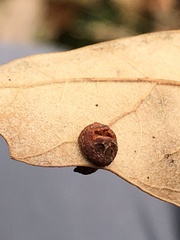 Polystepha symmetrica