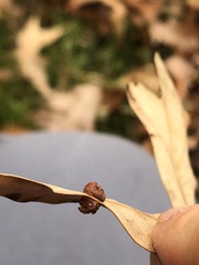 Polystepha symmetrica