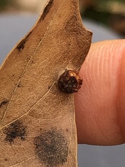 Polystepha symmetrica