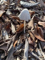 Coprinellus impatiens
