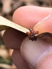 Polystepha symmetrica