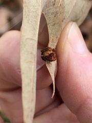 Polystepha symmetrica