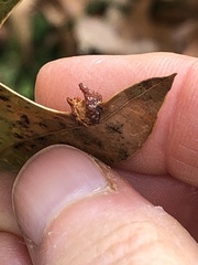 Polystepha symmetrica