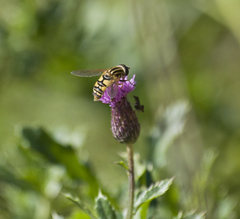 Helophilus pendulus