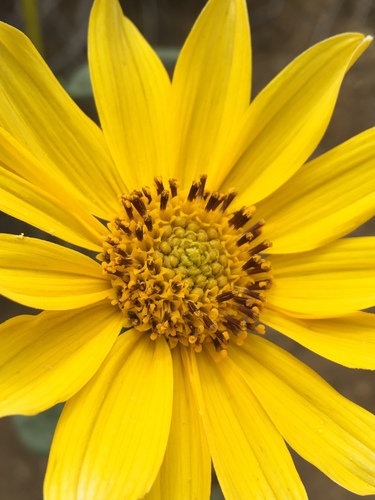 iNaturalist observation photo of Sunflowers, Daisies, Asters, and Allies