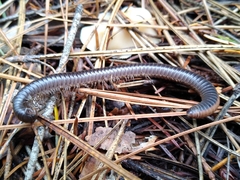 Paeromopodidae