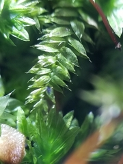 Rhynchostegium serrulatum