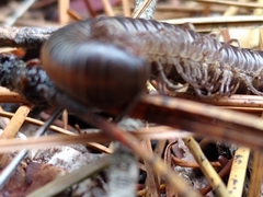 Paeromopodidae