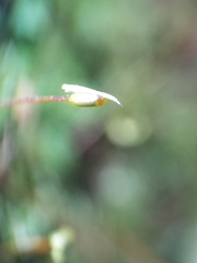 Rhynchostegium serrulatum