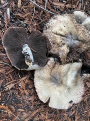Agaricus buckmacadooi
