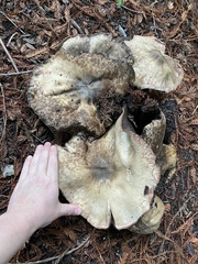 Agaricus buckmacadooi