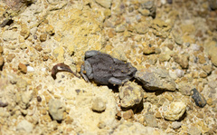 Pseudophryne bibronii