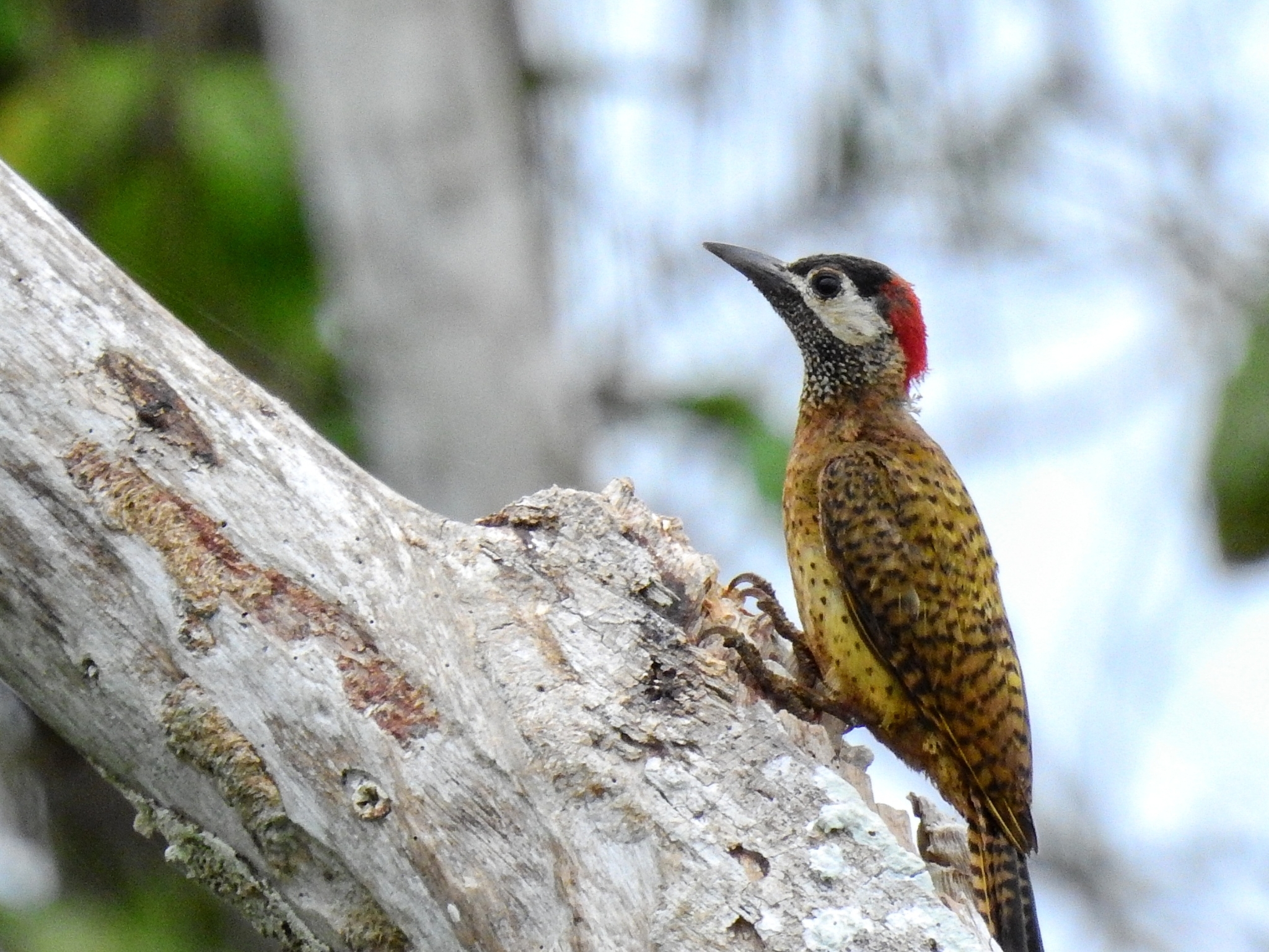 Spot-breasted Woodpecker illustration