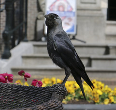 Corvus monedula