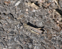 Glyptobothrus