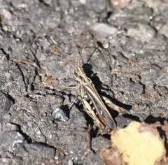 Glyptobothrus