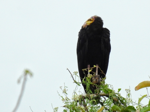 Greater Yellow-headed Vulture
