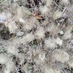 Clematis drummondii