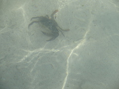 Callinectes marginatus