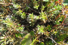 Pimelea oreophila