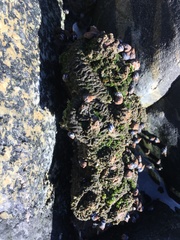 Pyura praeputialis