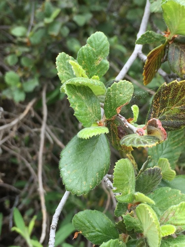 iNaturalist observation photo of Birchleaf Mountain Mahogany