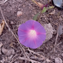 Ipomoea purpurea