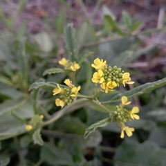 Sisymbrium irio