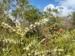 Hakea teretifolia