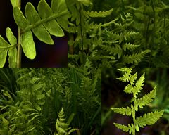 Thelypteris palustris pubescens