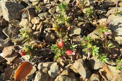 Pimelea oreophila