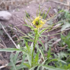 Sisymbrium irio