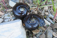 Powelliphanta spedeni