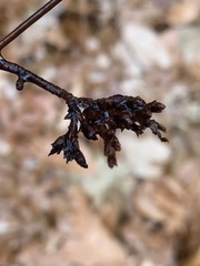 Eriophyes betulae