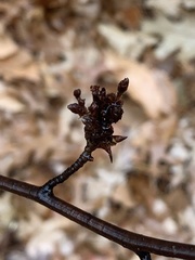 Eriophyes betulae