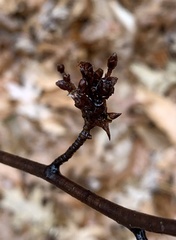 Eriophyes betulae