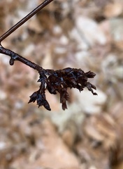 Eriophyes betulae