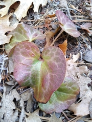 Asarum hartwegii
