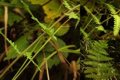 Thelypteris palustris pubescens