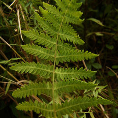 Thelypteris palustris pubescens