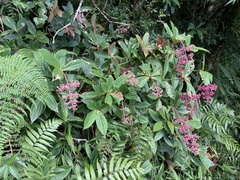Medinilla formosana