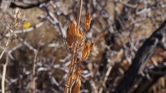 Ehrendorferia chrysantha