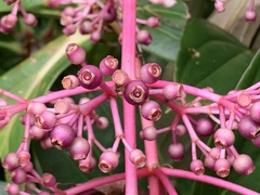 Medinilla formosana