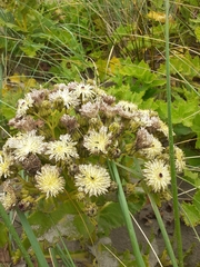 Sonchus grandifolius