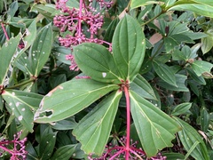 Medinilla formosana