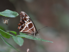 Oxeoschistus tauropolis tauropolis