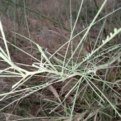 Parkinsonia aculeata